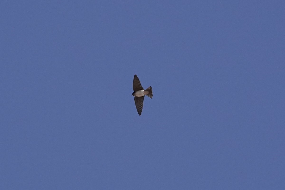 Andean Swallow - ML442816871