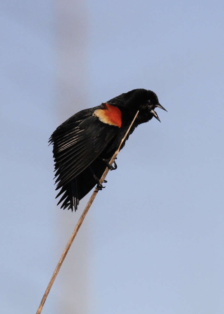 Red-winged Blackbird - Julie Filiberti