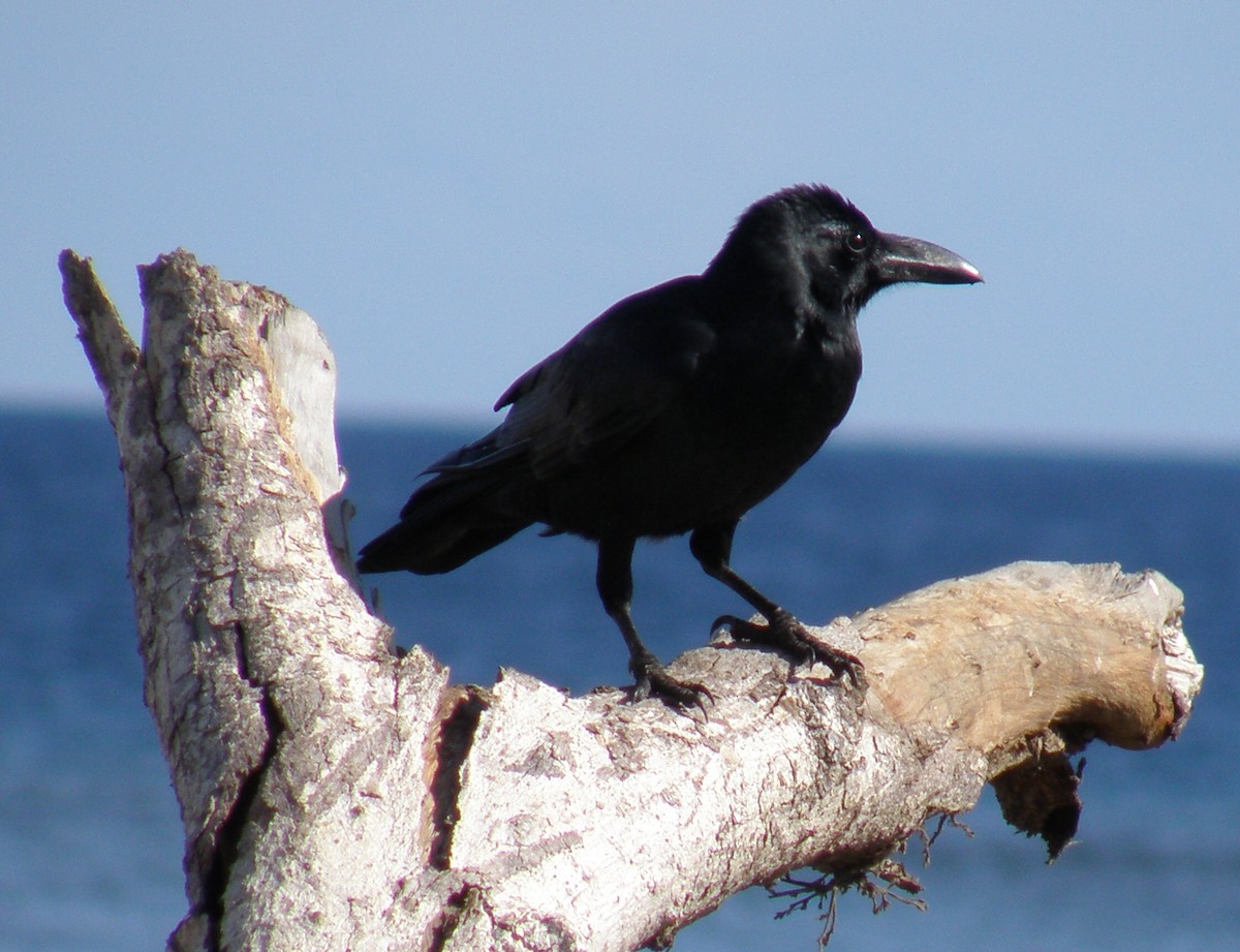 Large-billed Crow - ML44282071