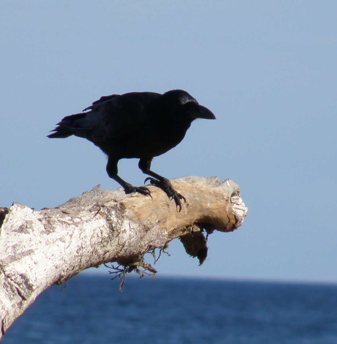 Large-billed Crow - ML44282131