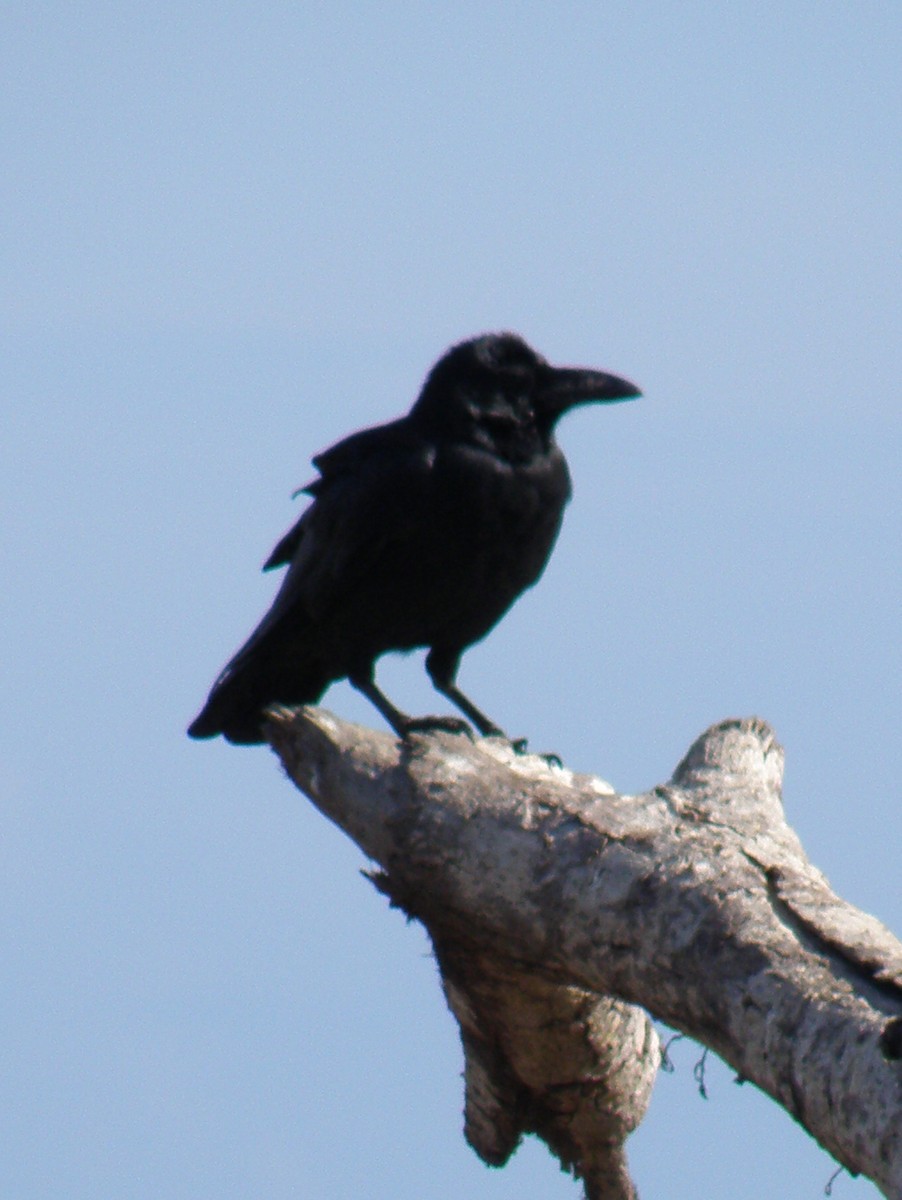 Large-billed Crow - ML44282141