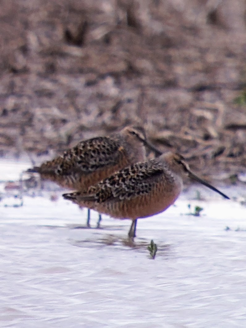 Long-billed Dowitcher - ML442824211