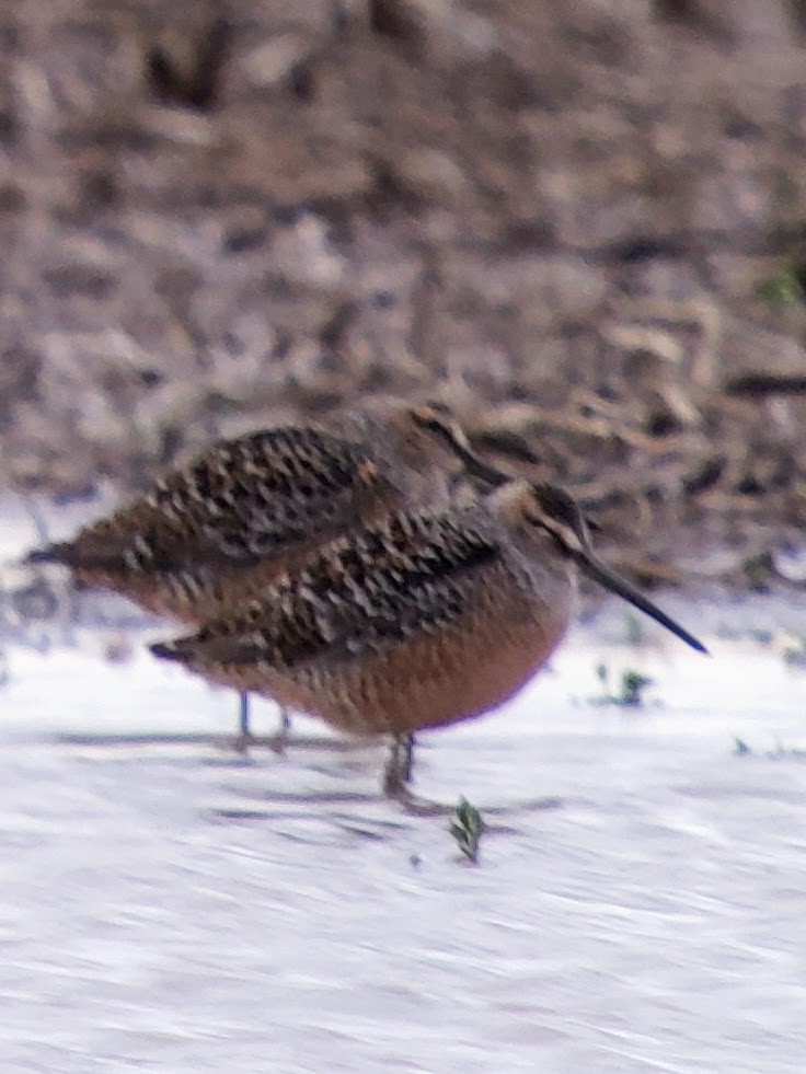 Long-billed Dowitcher - ML442824271