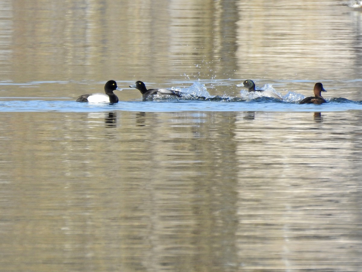 Greater Scaup - ML442826971