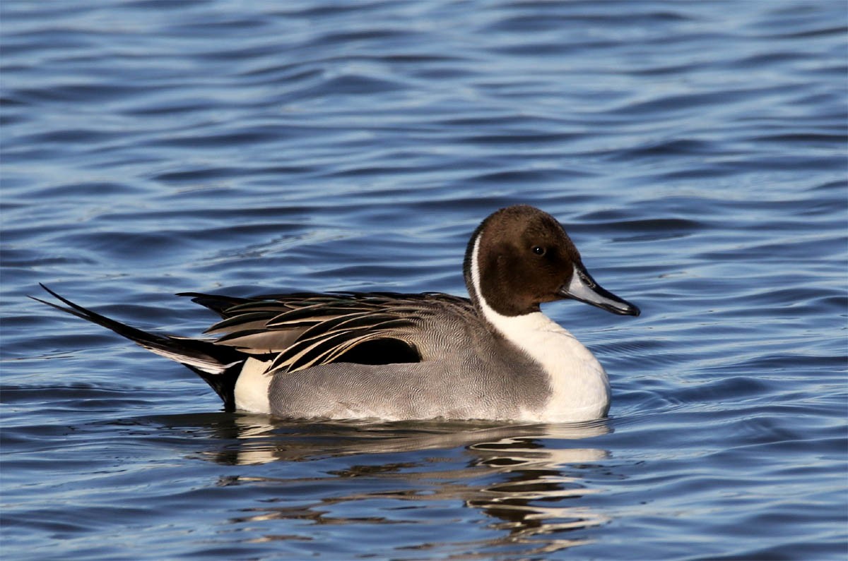 Northern Pintail - Jean-Guy Papineau