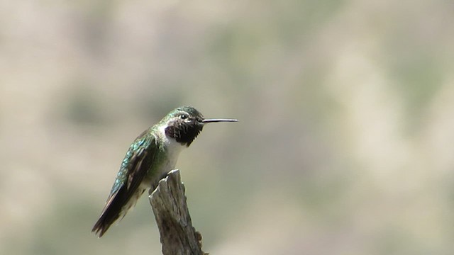 Broad-tailed Hummingbird - ML442834981