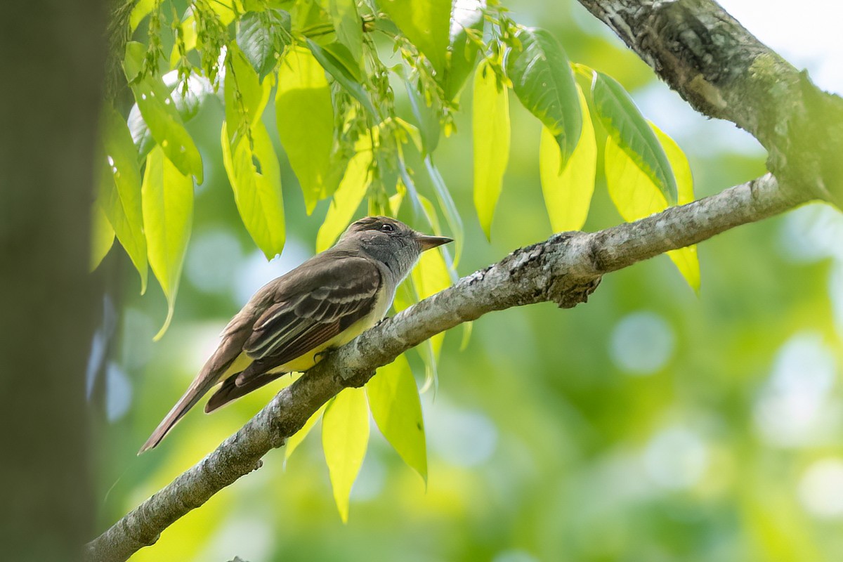Great Crested Flycatcher - ML442836981