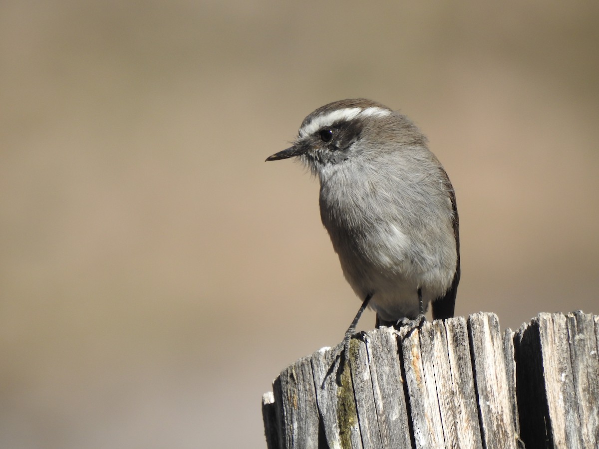 White-browed Chat-Tyrant - ML442846651