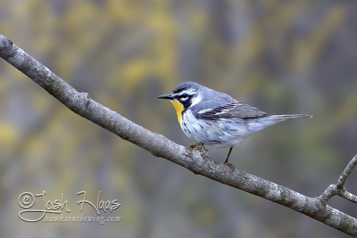 Yellow-throated Warbler - Joshua Haas