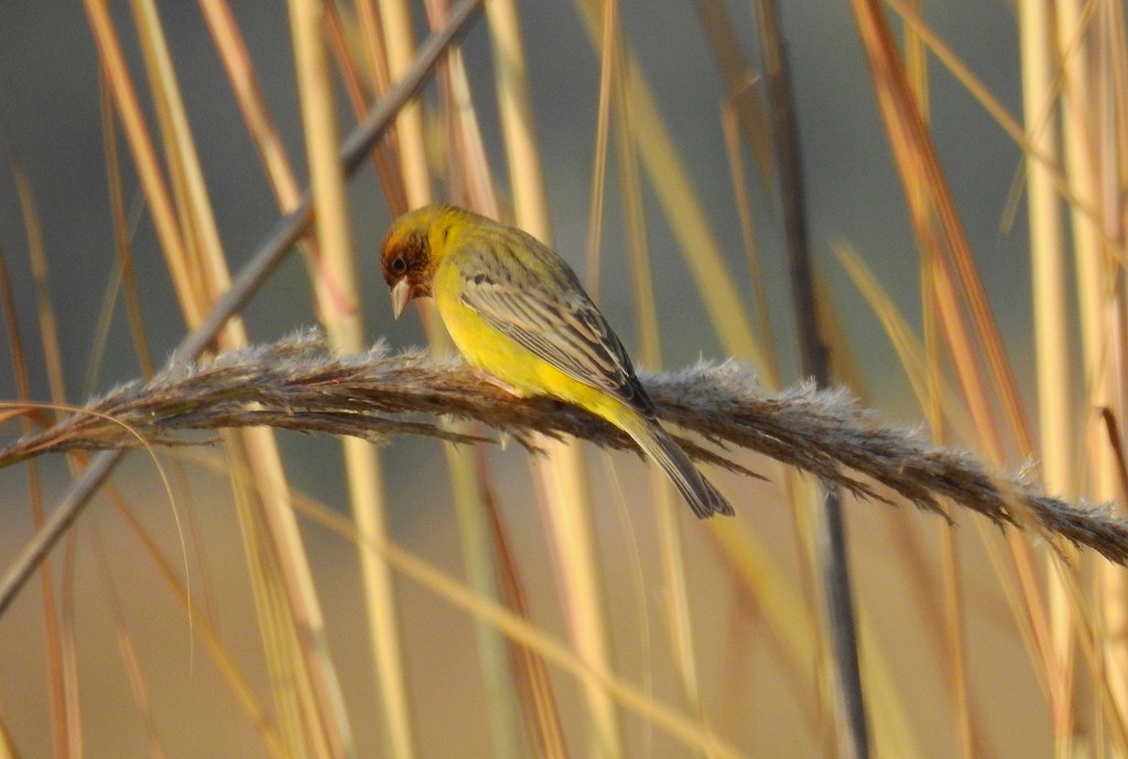 Red-headed Bunting - Mittal Gala