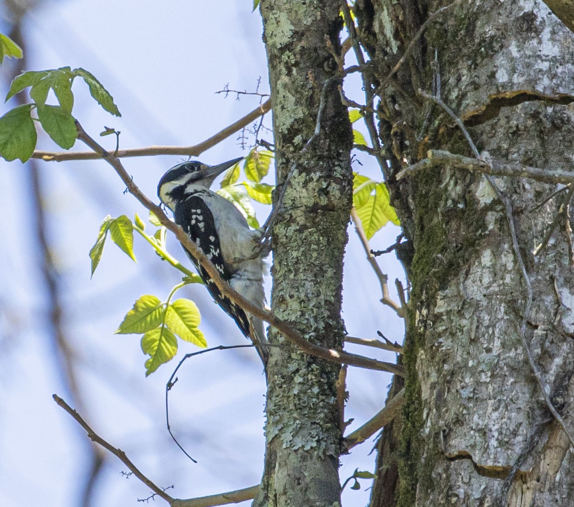 Hairy Woodpecker - ML442859361