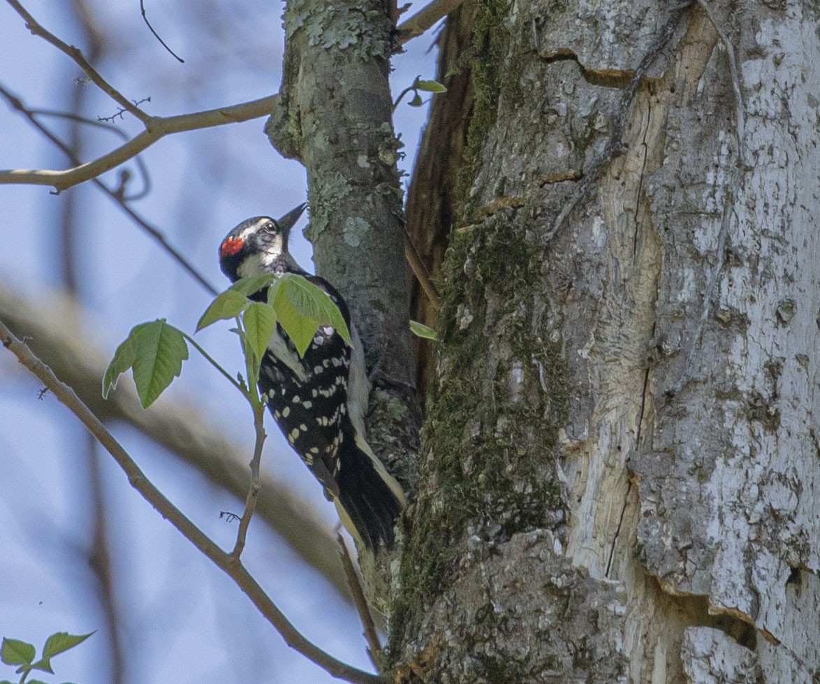 Hairy Woodpecker - ML442859661