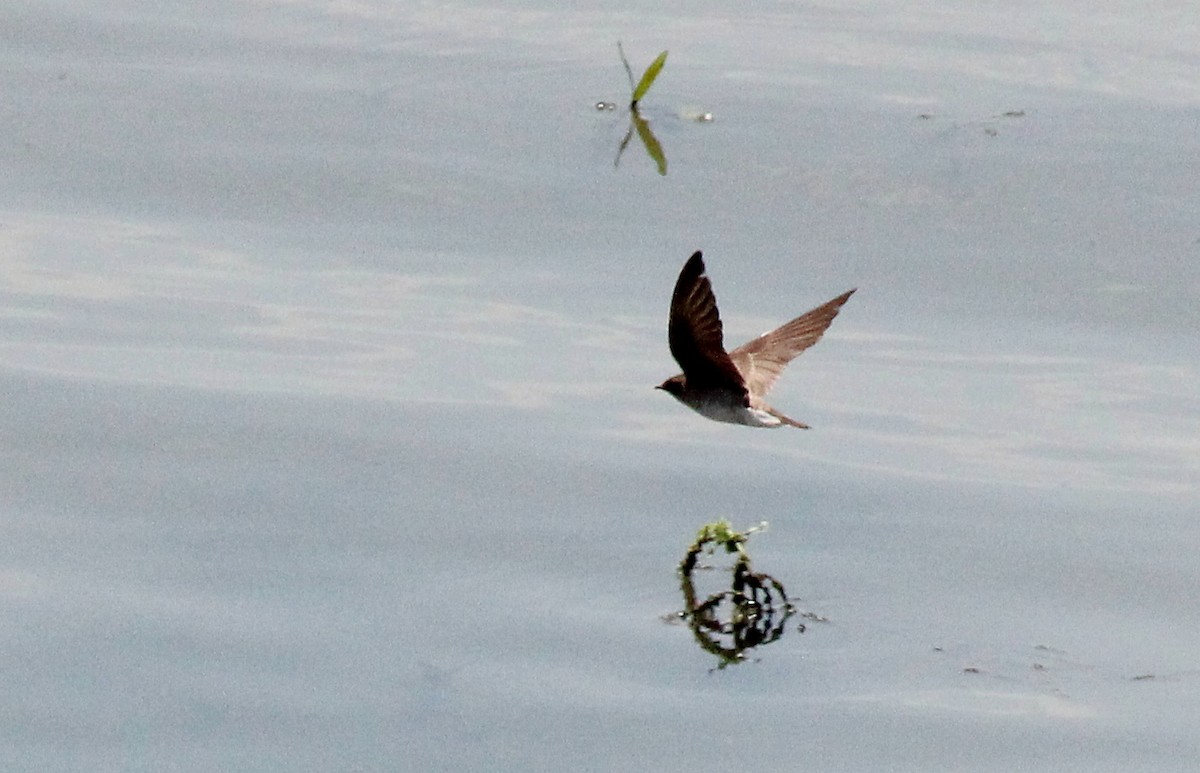 Northern Rough-winged Swallow - ML442859951