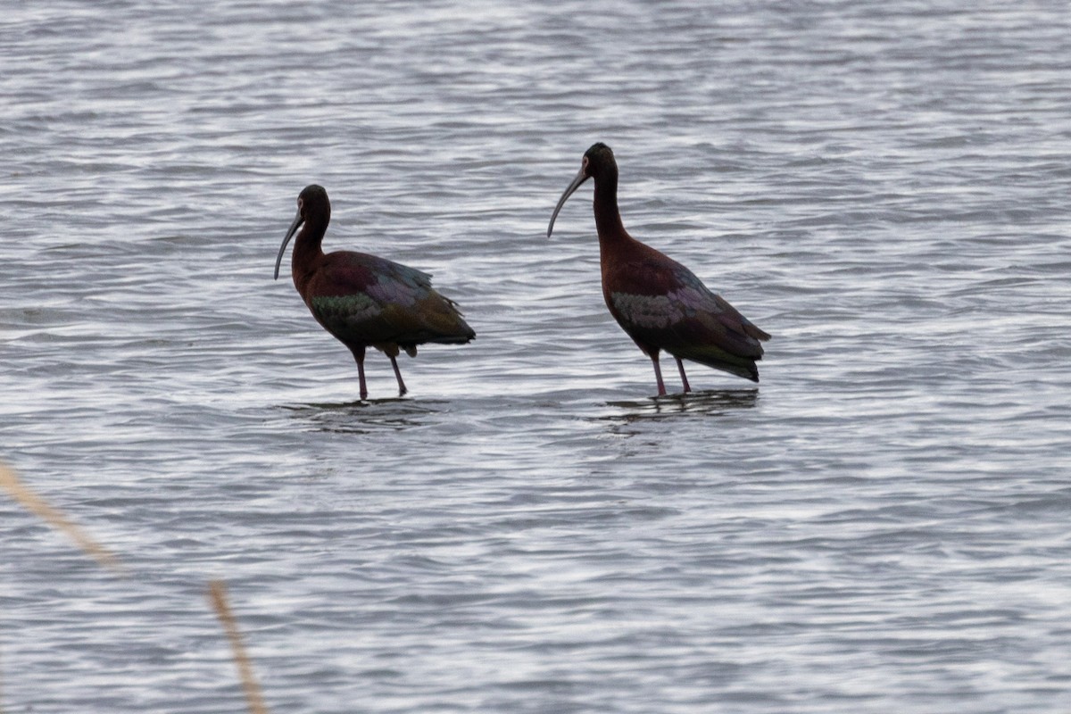 White-faced Ibis - Andrew Hart