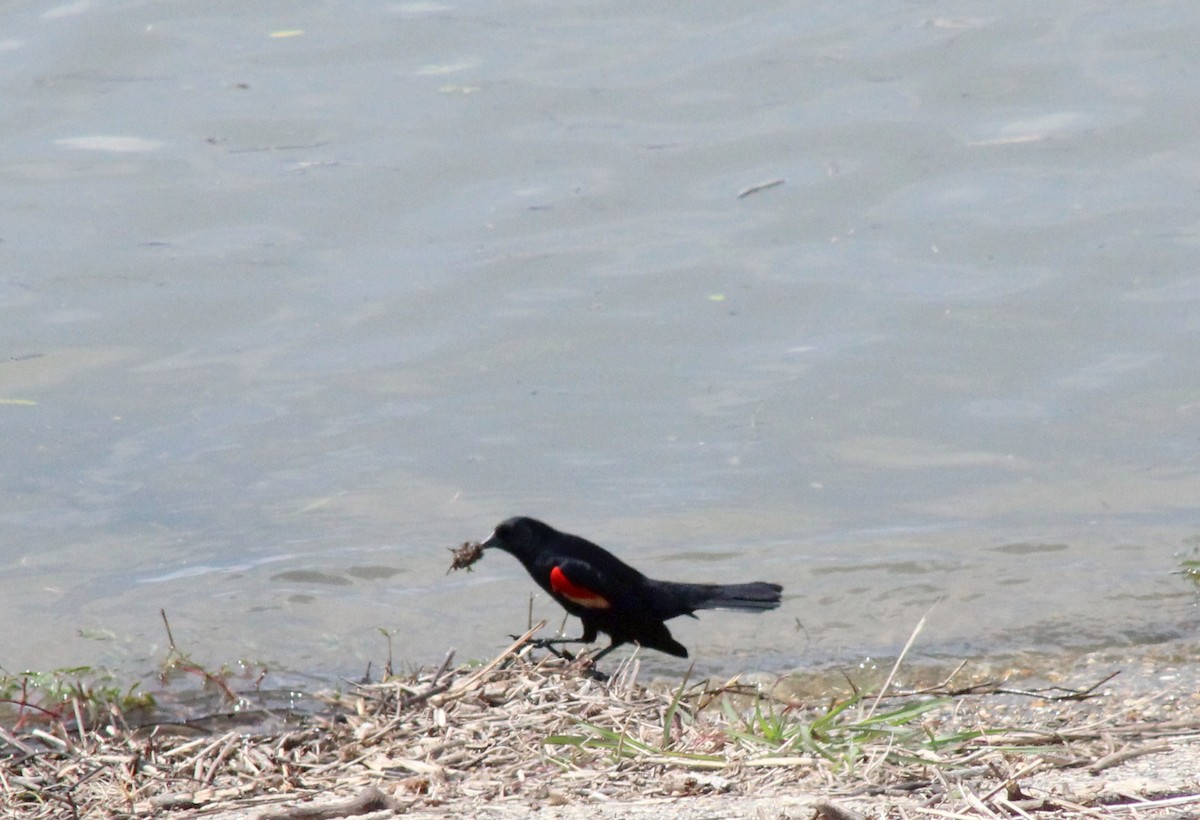 Red-winged Blackbird - ML442861571