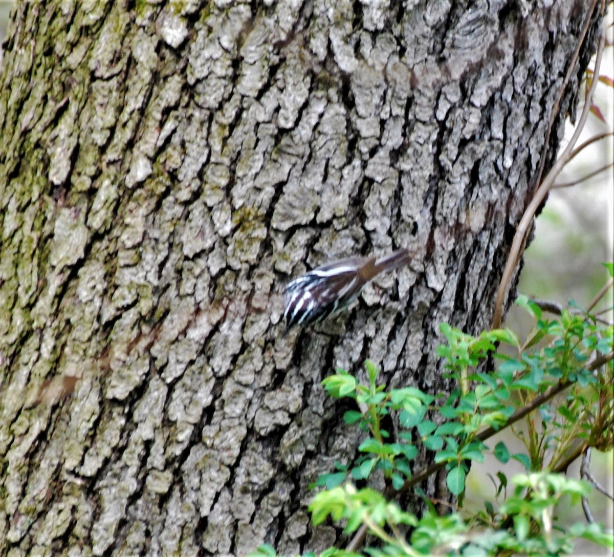 Black-and-white Warbler - ML442862081