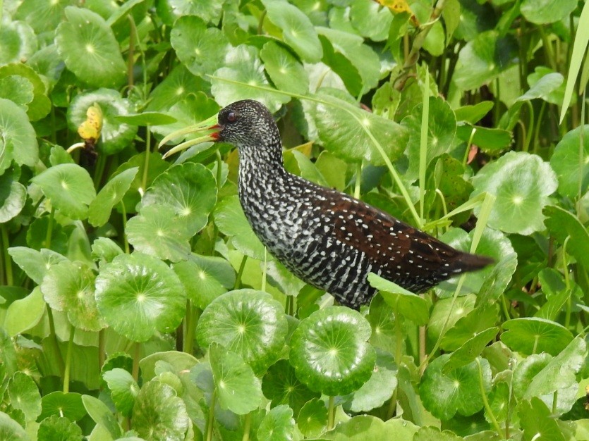 Spotted Rail - ML442864121