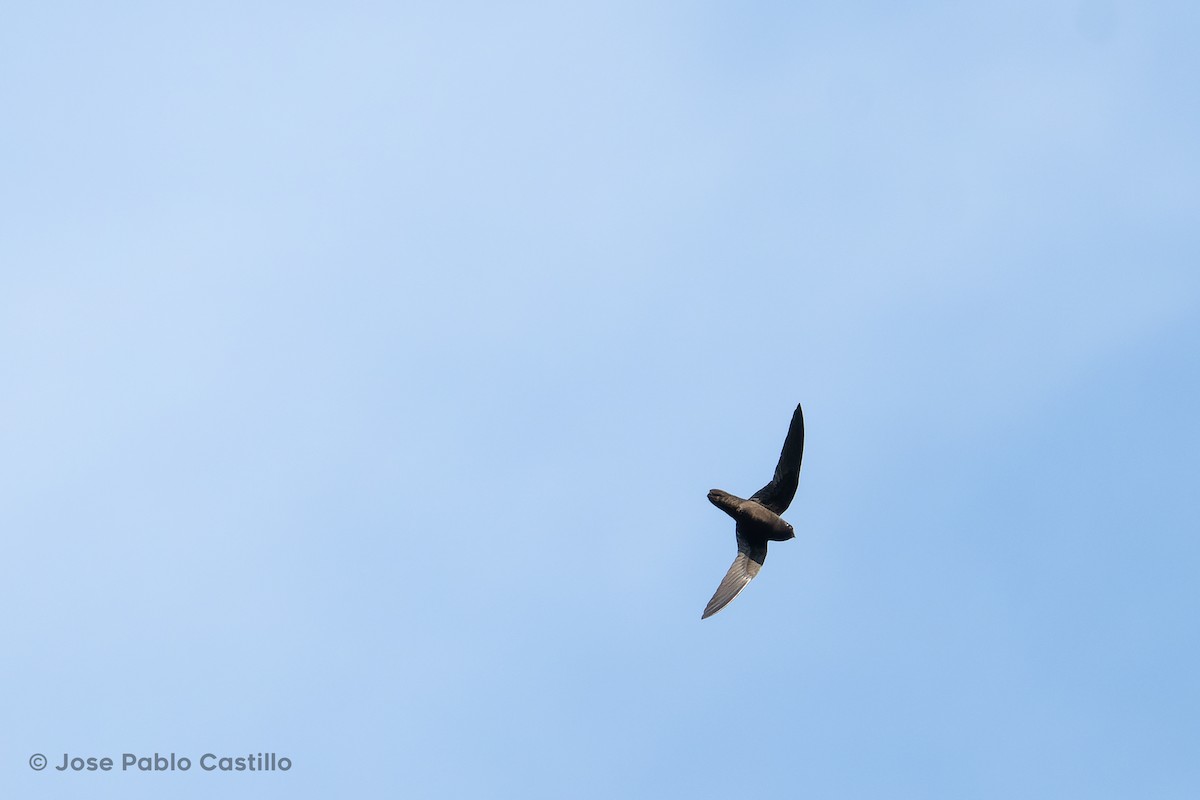 Spot-fronted Swift - ML442865151