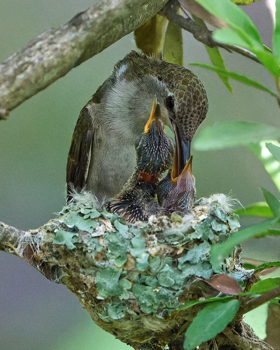 Black-chinned Hummingbird - ML442872281