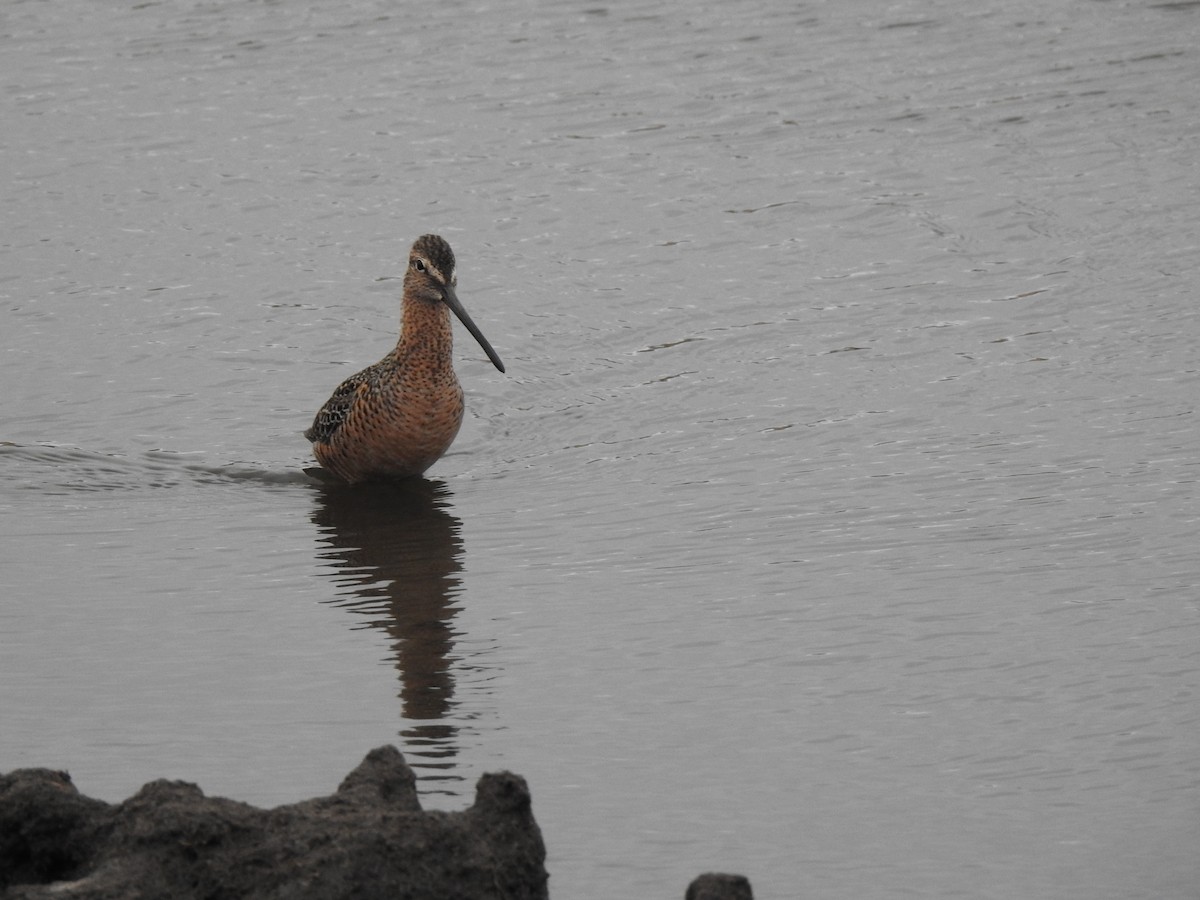 Long-billed Dowitcher - ML442873721