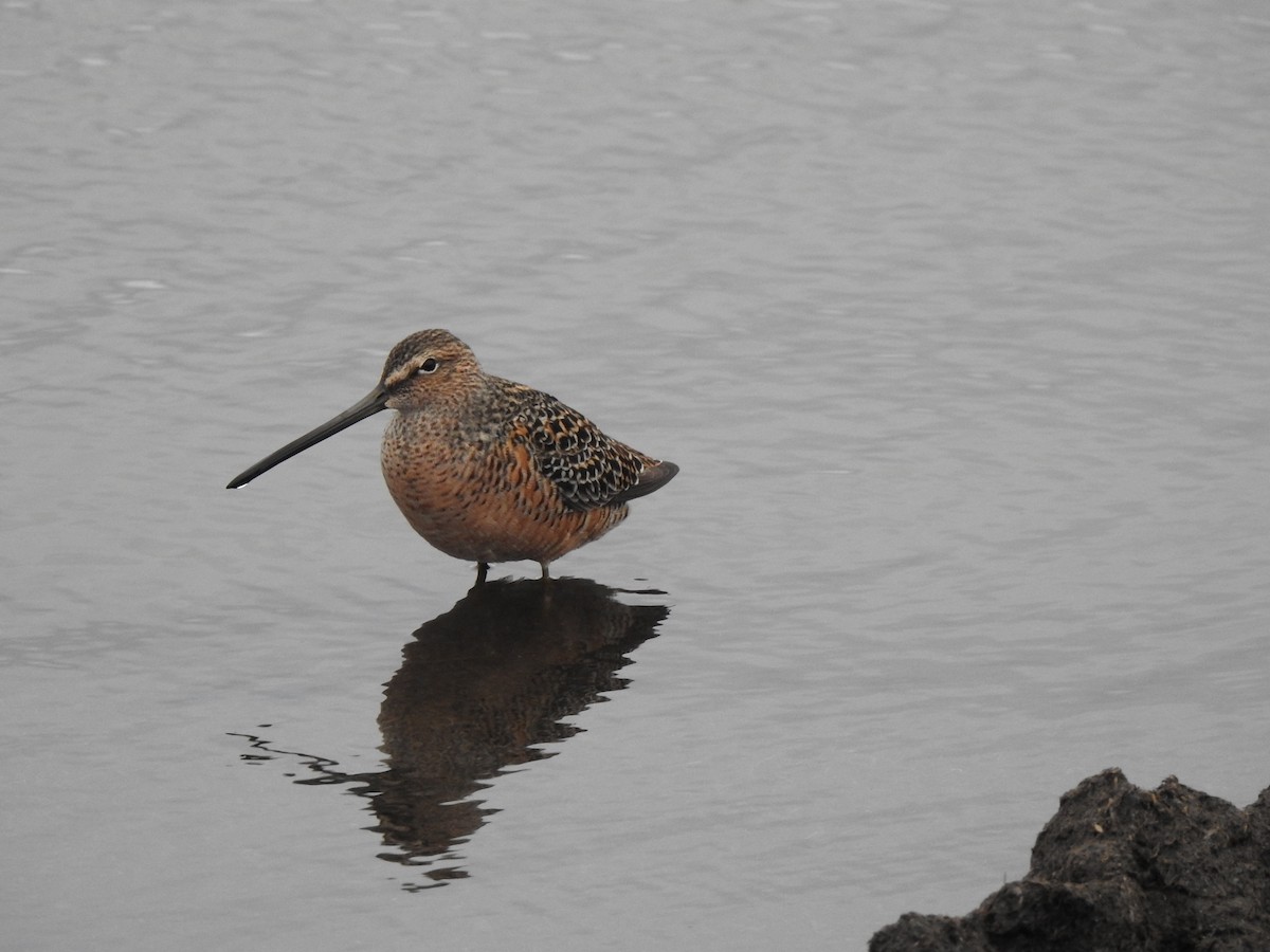 Long-billed Dowitcher - ML442873731