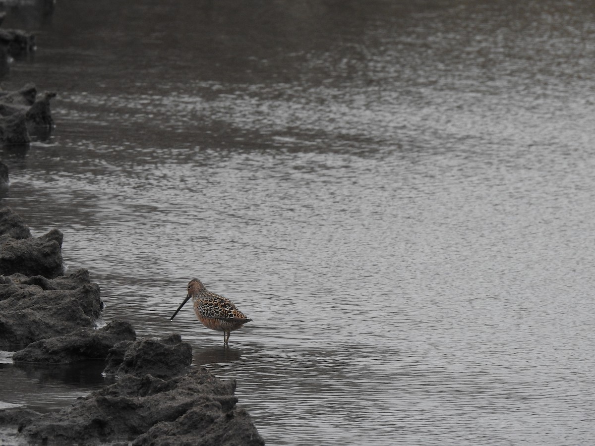 Long-billed Dowitcher - ML442873761