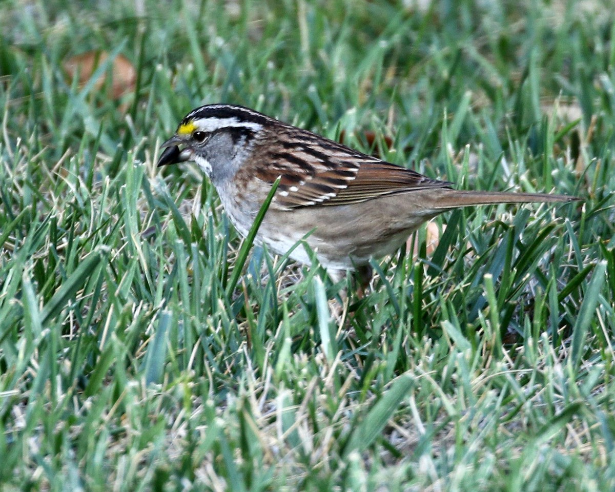 White-throated Sparrow - Michael Hawk