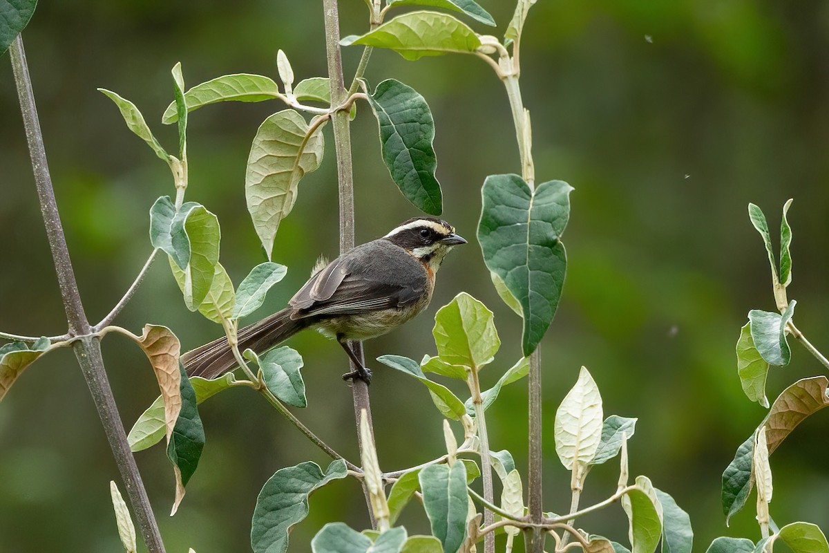 Plain-tailed Warbling Finch - Thibaud Aronson