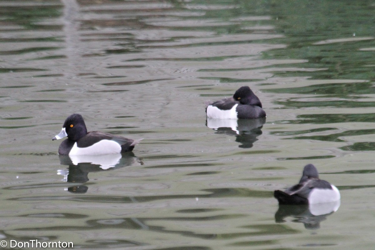 Ring-necked Duck - margeNdon thornton