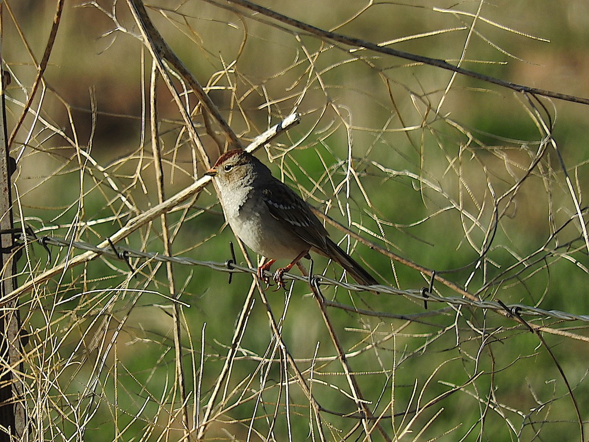 White-crowned Sparrow - ML442889431