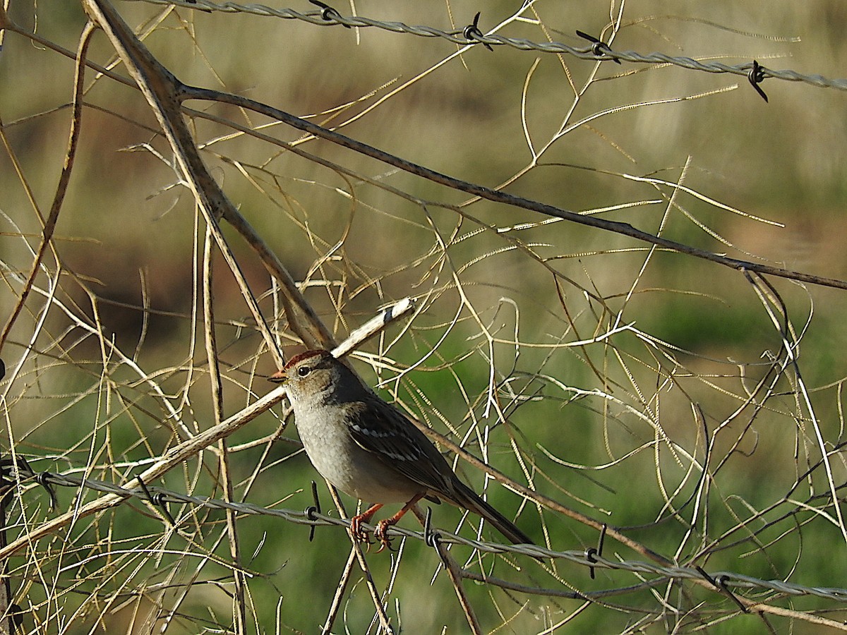 White-crowned Sparrow - George Vaughan