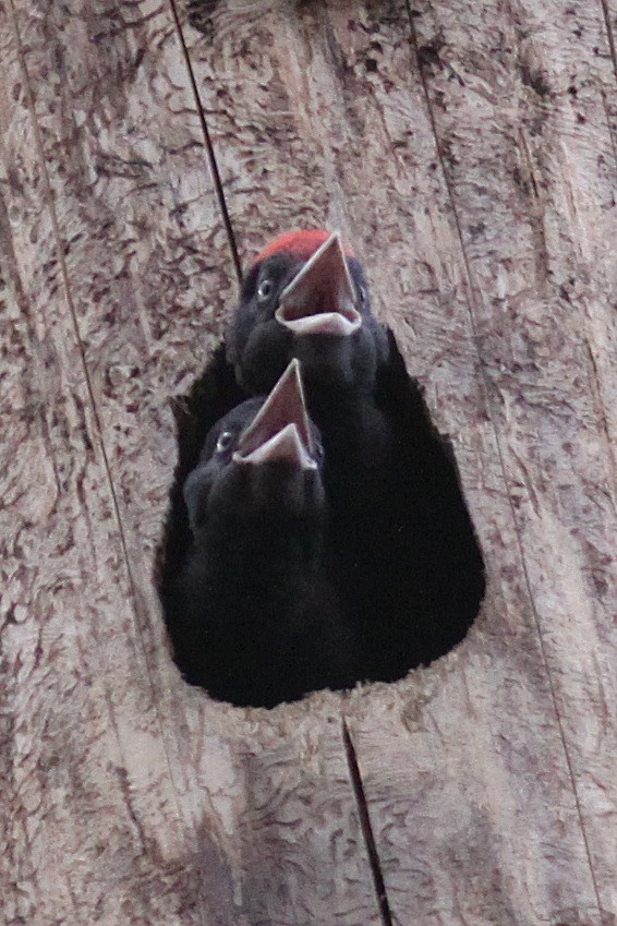 Black Woodpecker - ML44289751