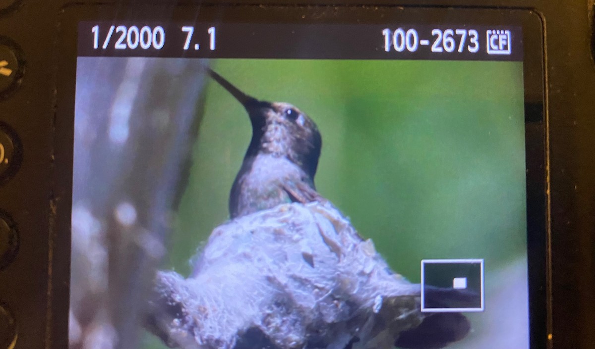 Black-chinned Hummingbird - ML442899391