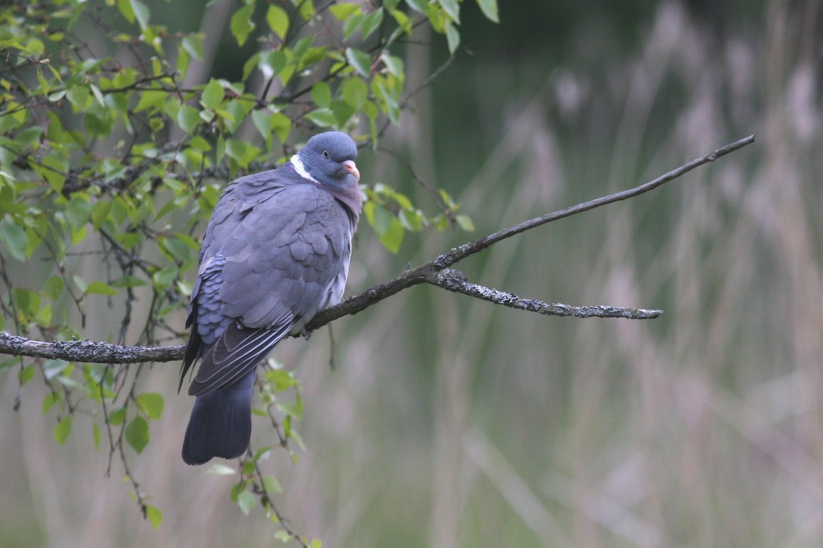 Common Wood-Pigeon - Knut Hansen
