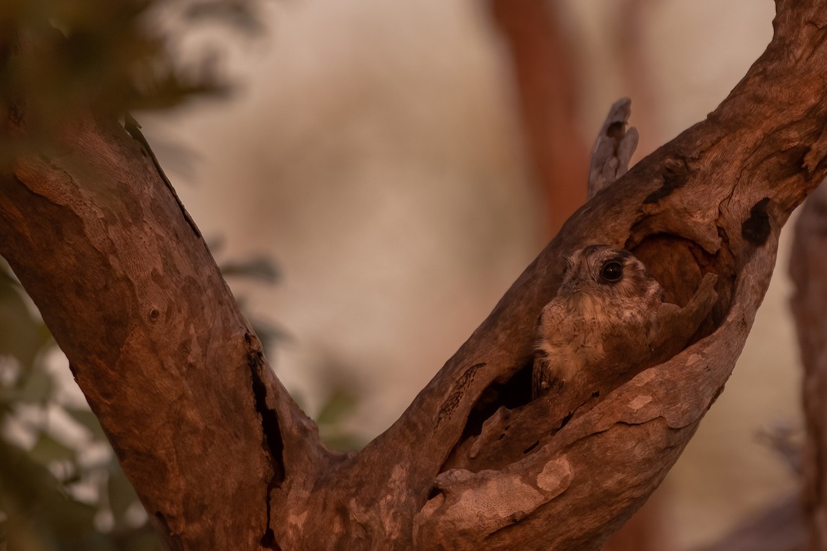 Australian Owlet-nightjar - ML442900031