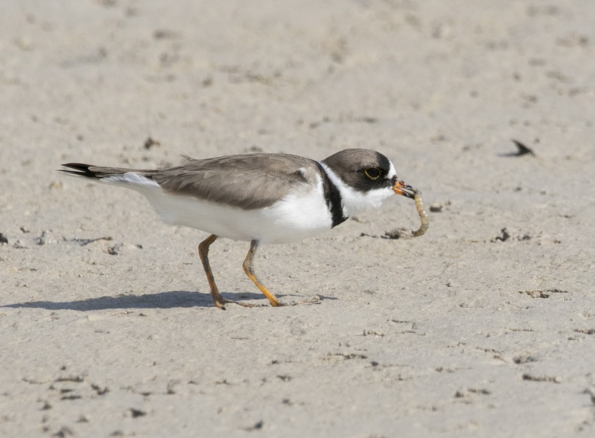 Semipalmated Plover - ML442910861