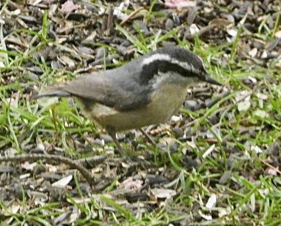 Red-breasted Nuthatch - ML442920521