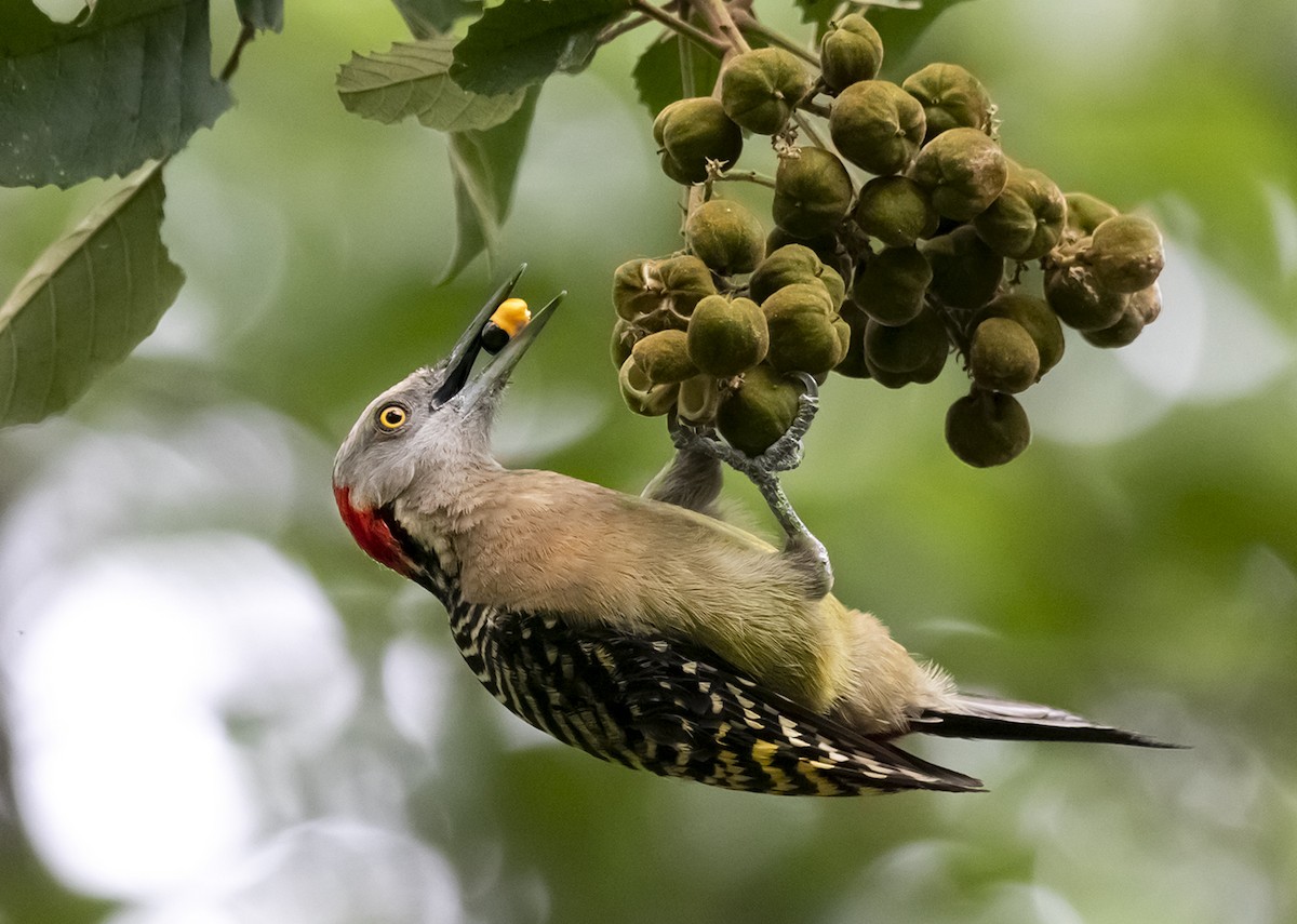 Hispaniolan Woodpecker - ML442922531
