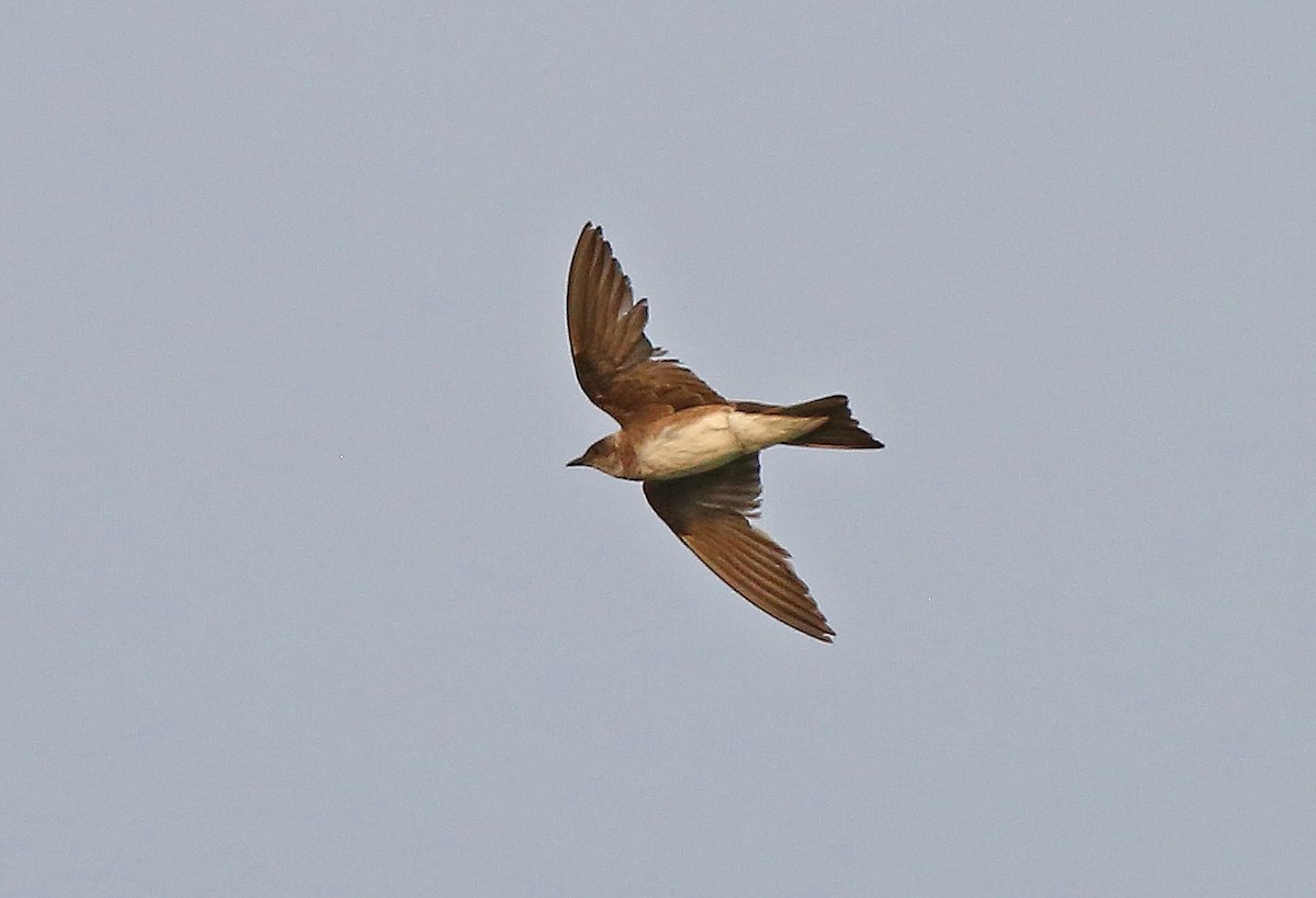 Brown-chested Martin (tapera) - Roger Ahlman