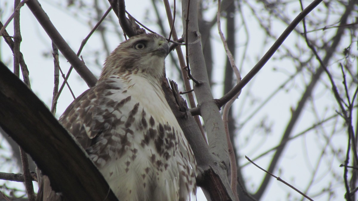 Red-tailed Hawk - ML44292381