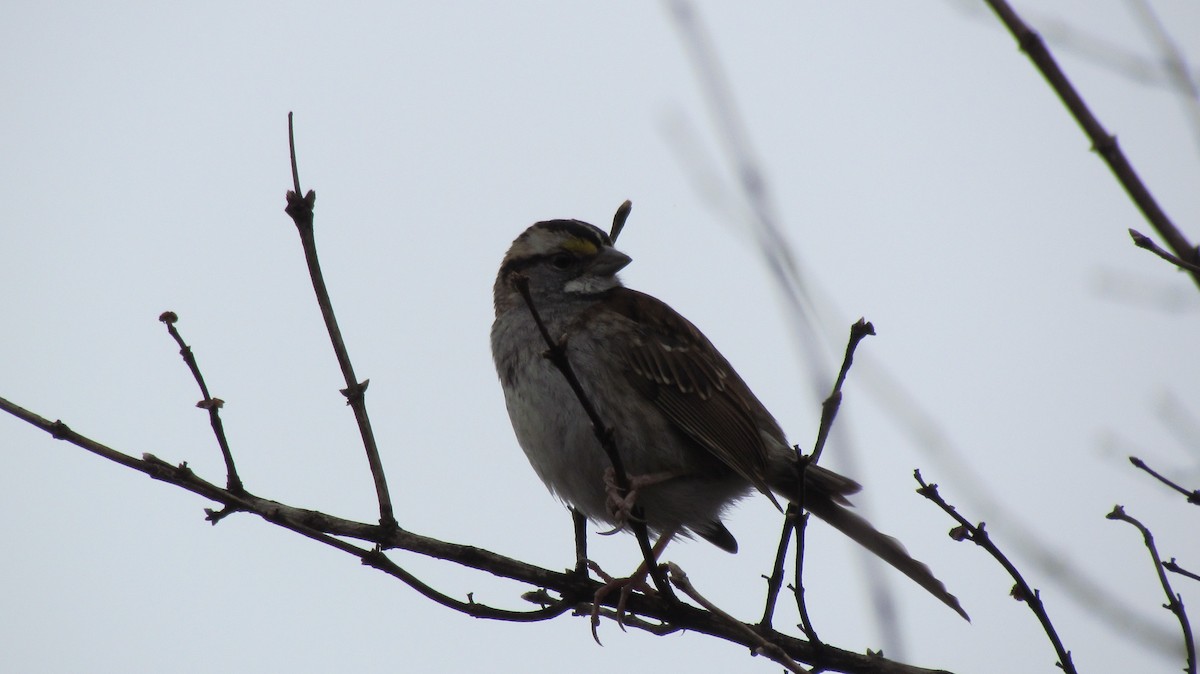 White-throated Sparrow - ML44292421