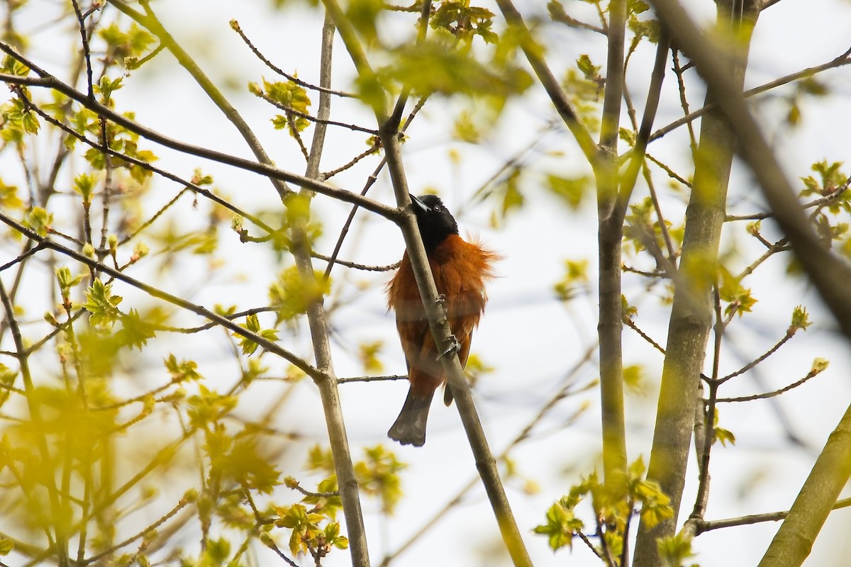 Orchard Oriole - ML442926461