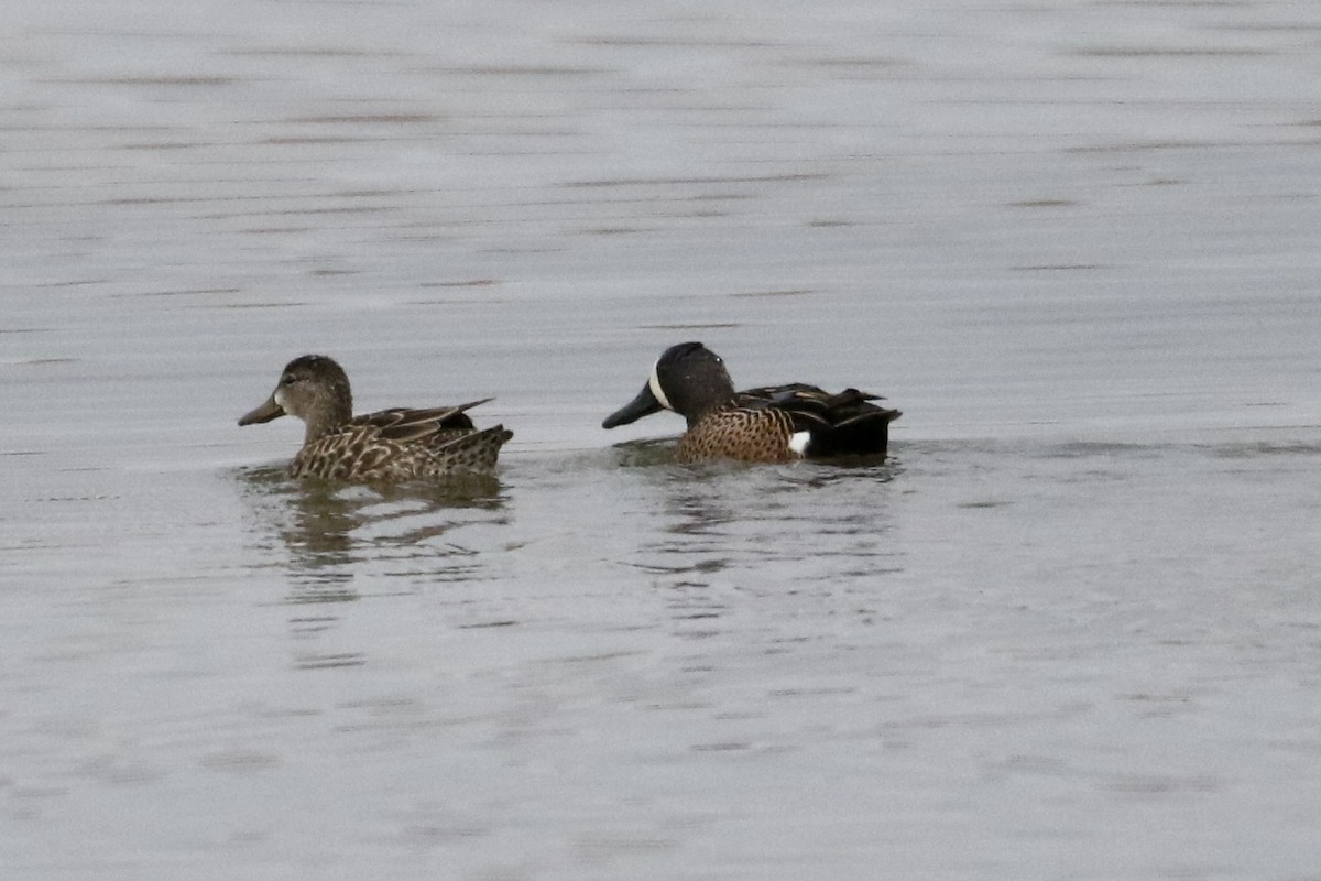 Blue-winged Teal - ML442927361