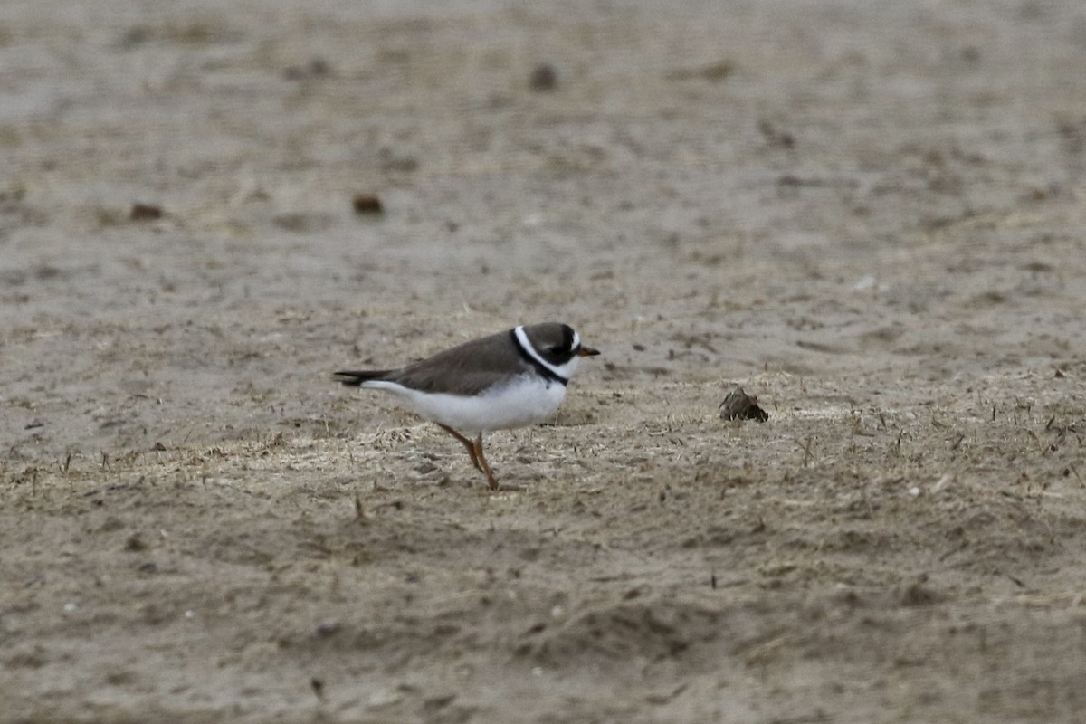 Semipalmated Plover - ML442927721