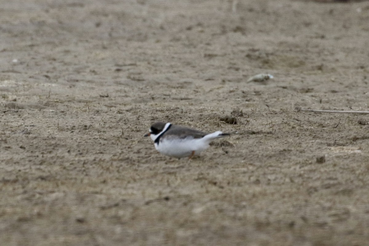 Semipalmated Plover - ML442927731