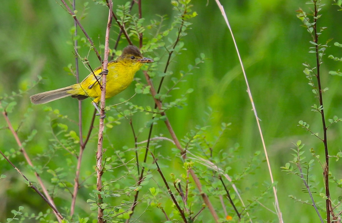African Yellow-Warbler - Anonymous
