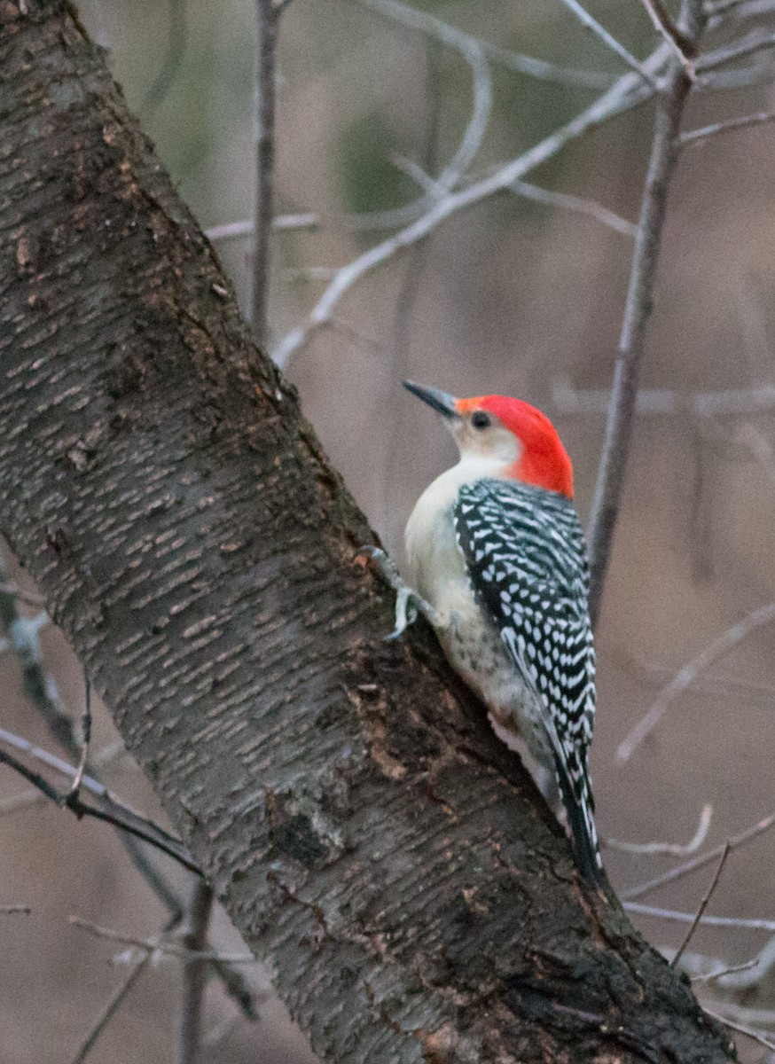Red-bellied Woodpecker - Oliver Burton