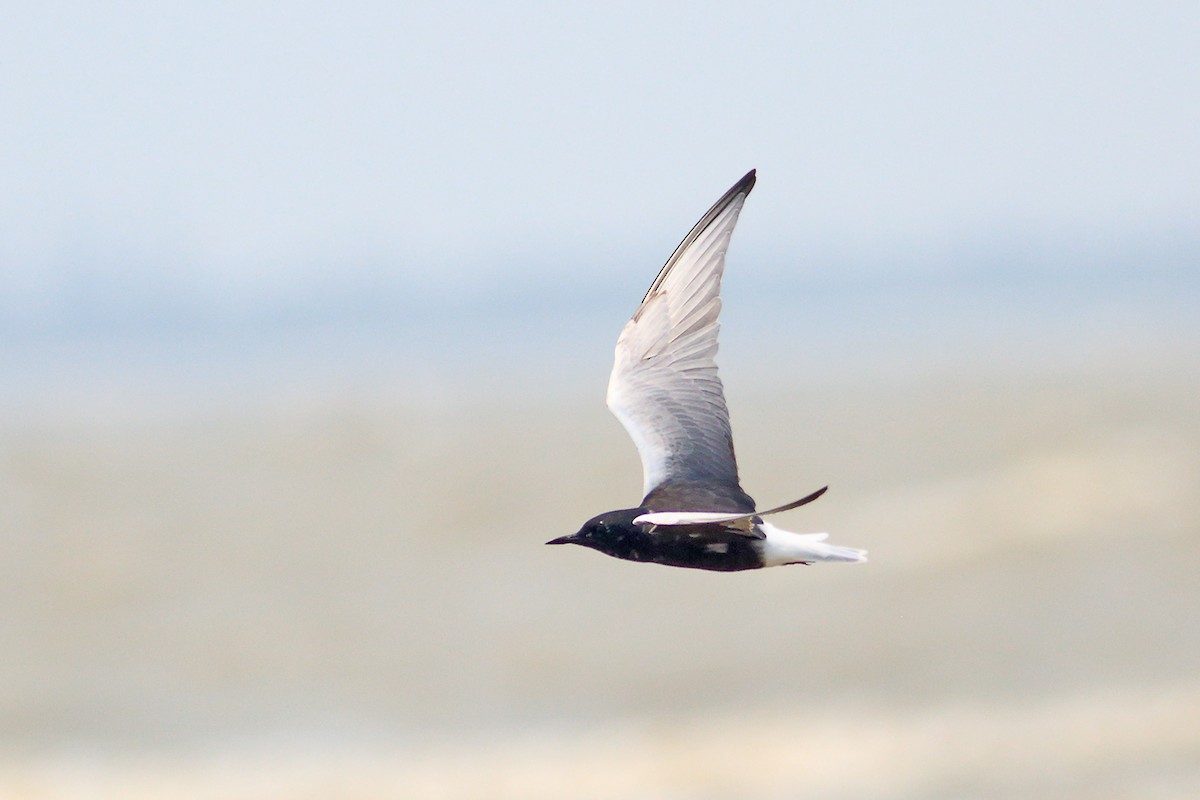 White-winged Tern - ML442948741