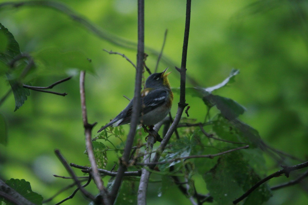 Northern Parula - Andrew Long