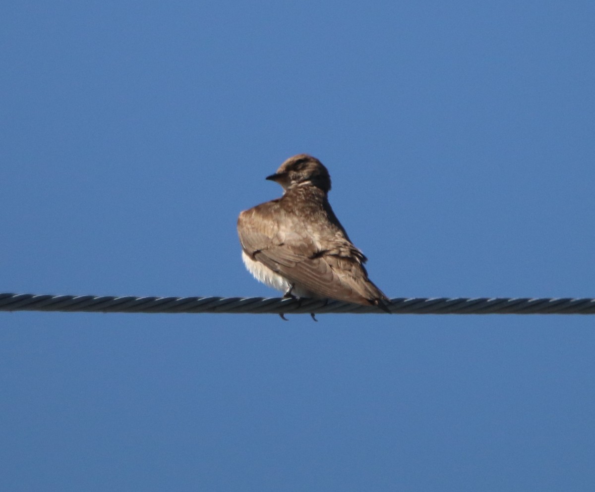 Northern Rough-winged Swallow - ML442952091
